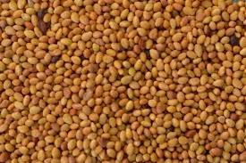 Berseem Clover Seeds